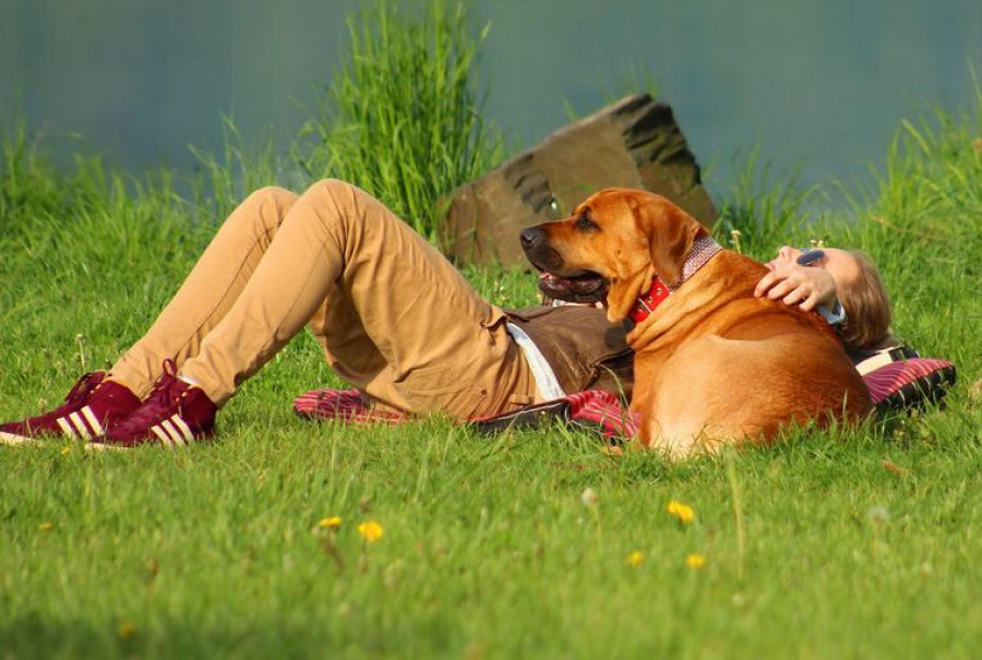 leishmania perros