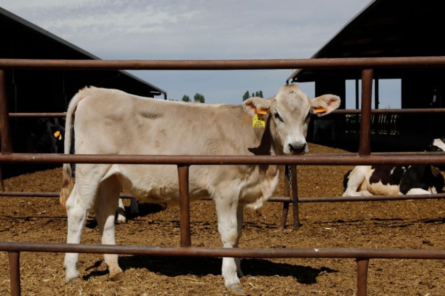 vaca ganadería brexit veterinario