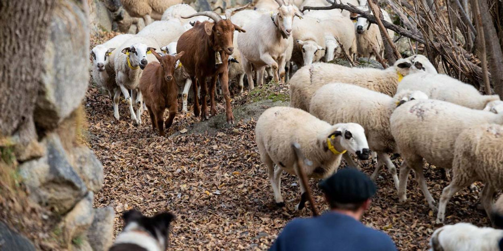 Estudian el virus de la hepatitis E en pequeños rumiantes del sur de España