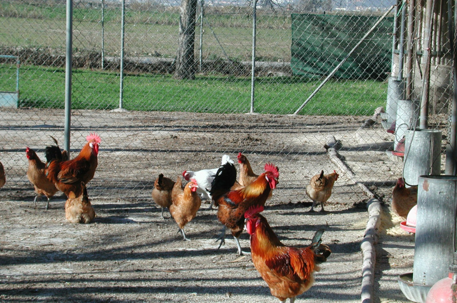 Gripe aviar gallinas gansos