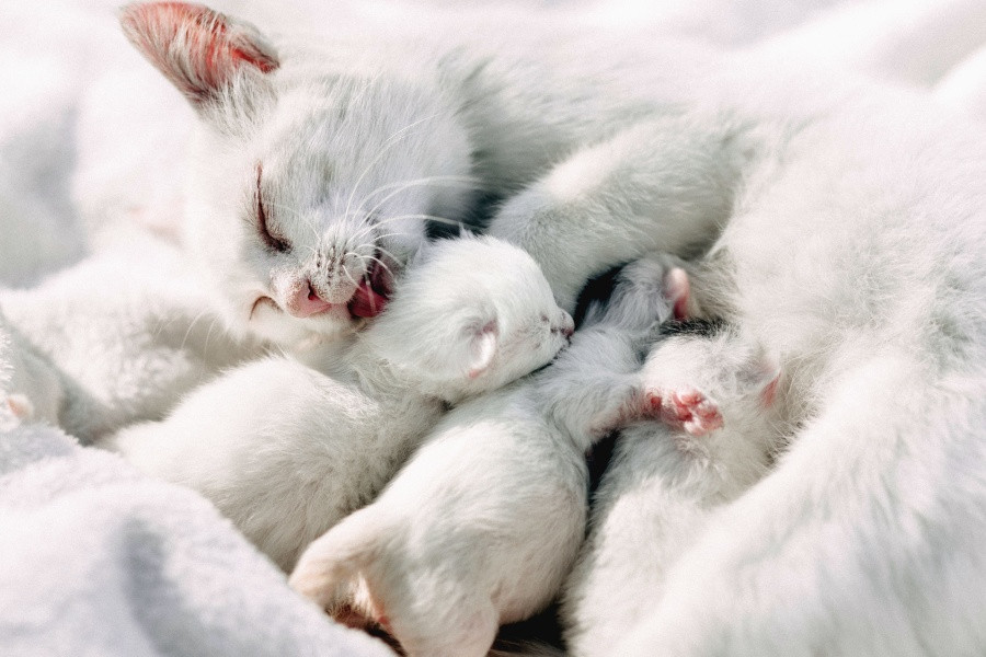 wsava esterilización castración gatitos