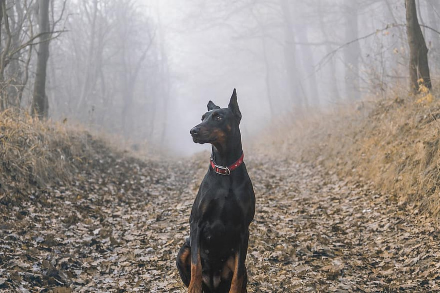 Doberman enfermedad cardíaca