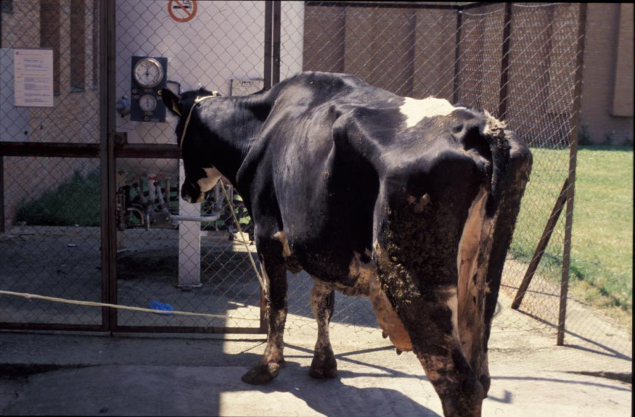 Paratuberculosis bovina vacas león
