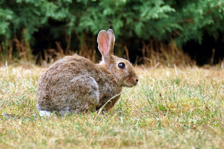 cerebro conejos domesticación animales