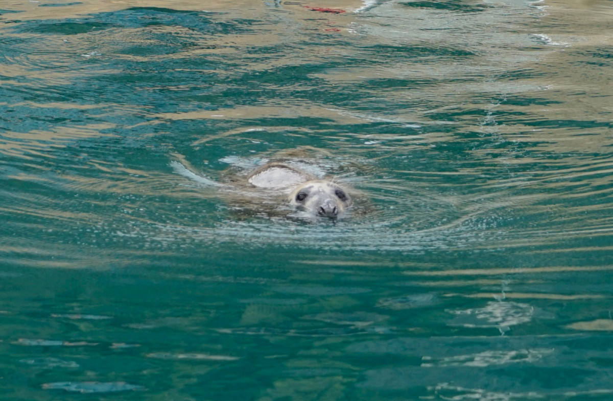 Foca en la Marina Greenwich de Altea.