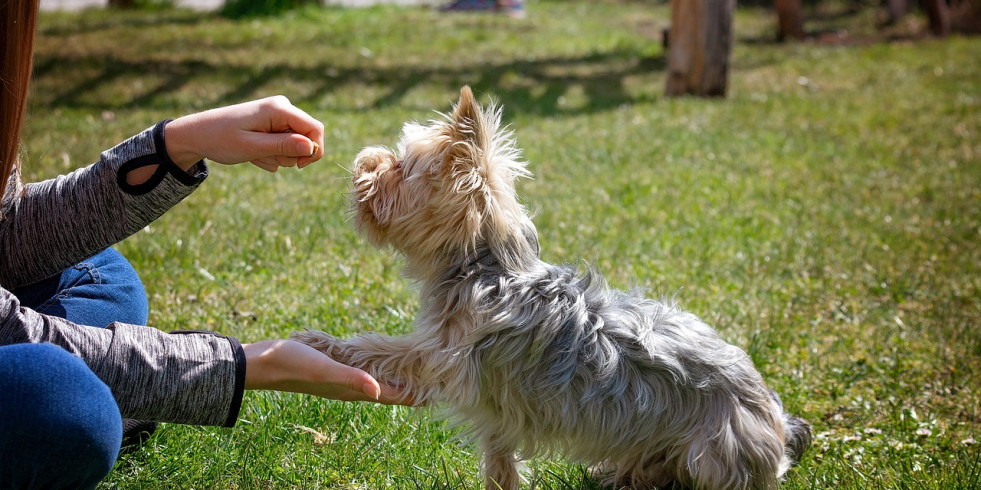 Los perros sufren estrés con métodos de entrenamiento basados en el castigo