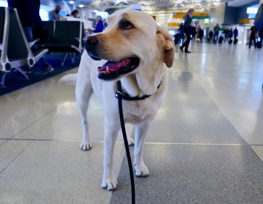 Aeropuerto perro