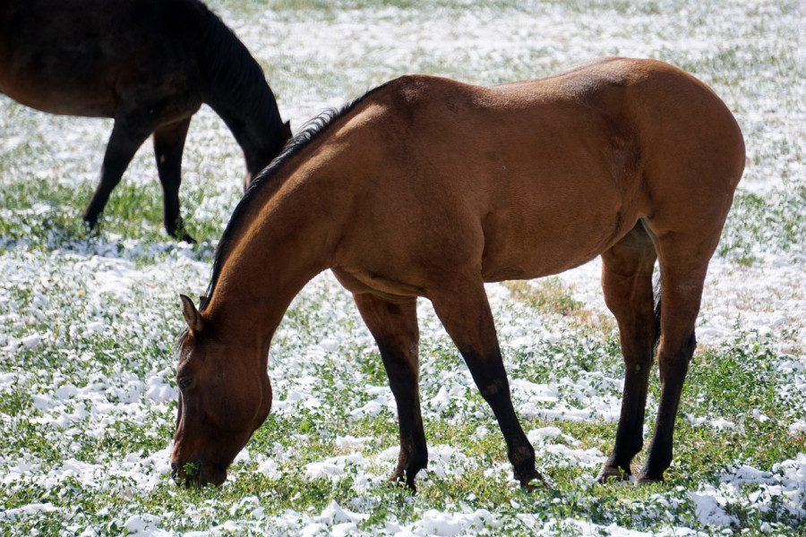 Caballo