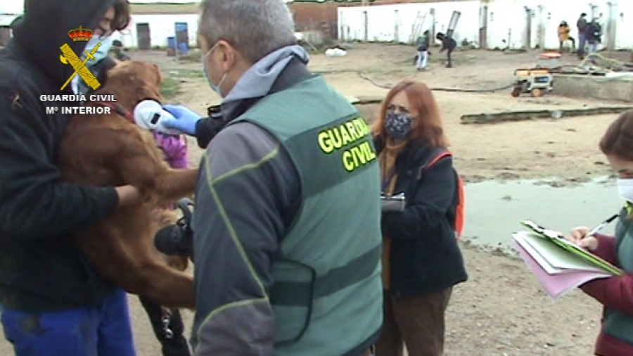 Maltrato animal perrera clandestina