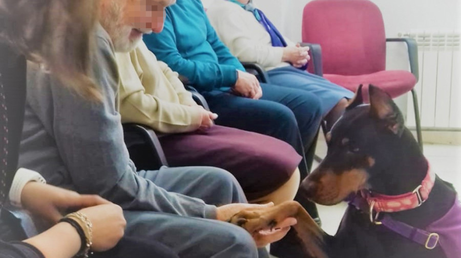 Intervención con animales