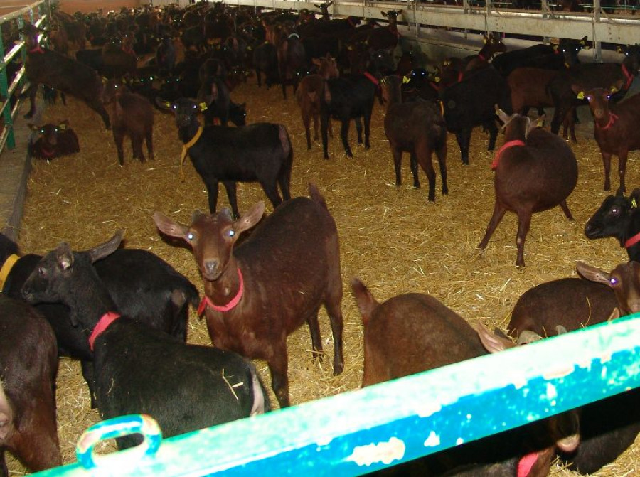 Cabras tuberculosis
