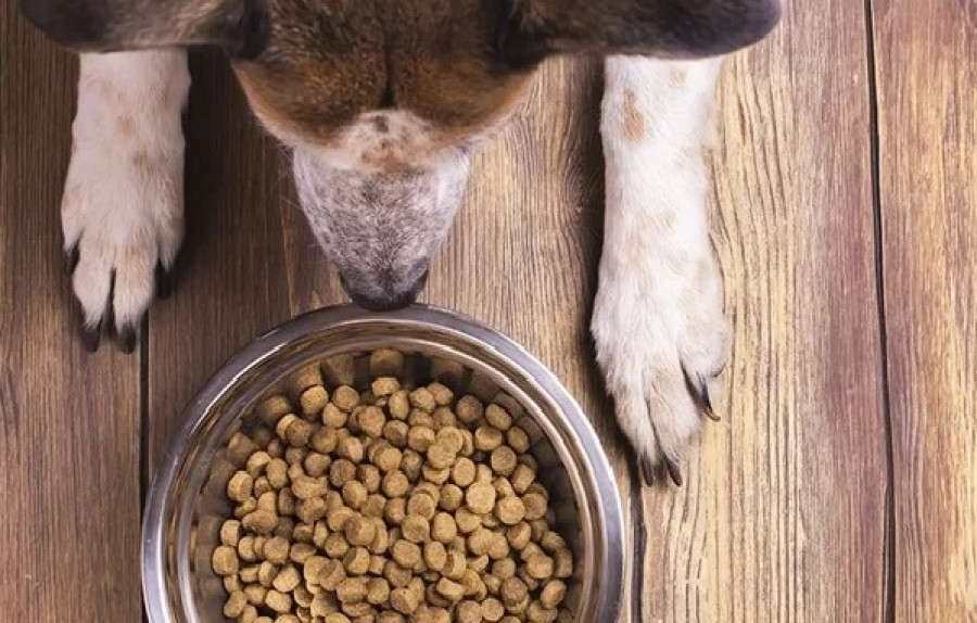 Pienso dieta atopia perros