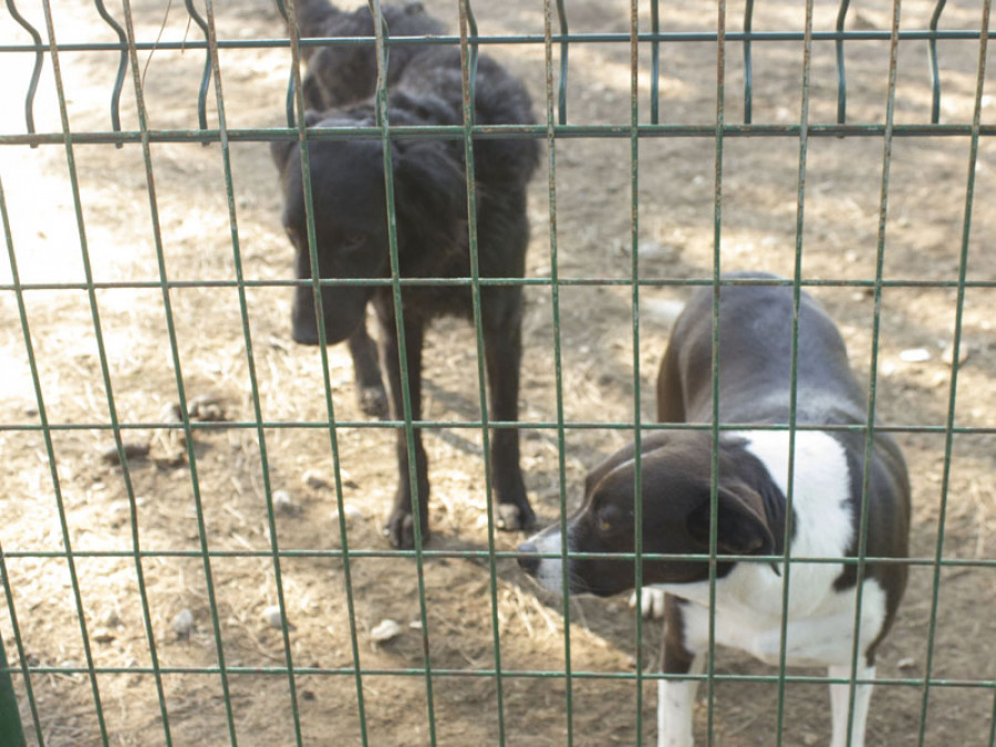 Protectora animal adoptar