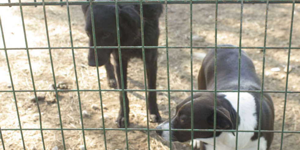 Veterinarios piden acudir a centros de protección animal en busca del compañero preferido