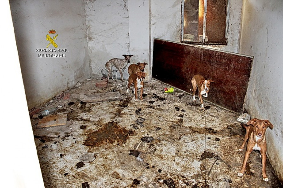 2020 12 31 maltrato animal ambite 01