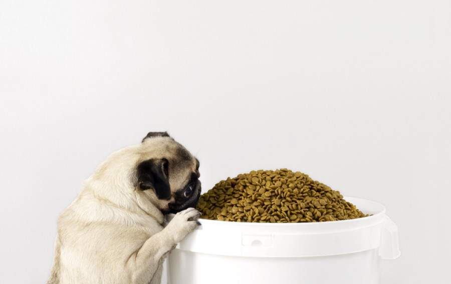Guarda comida pienso perros