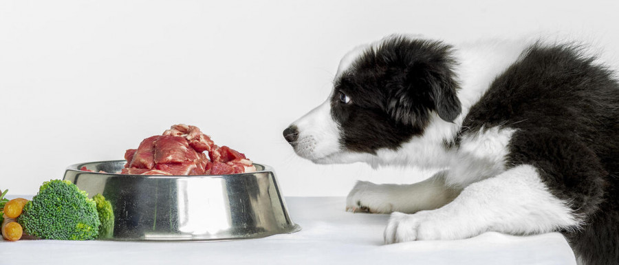 Dieta perros pienso comida petfood