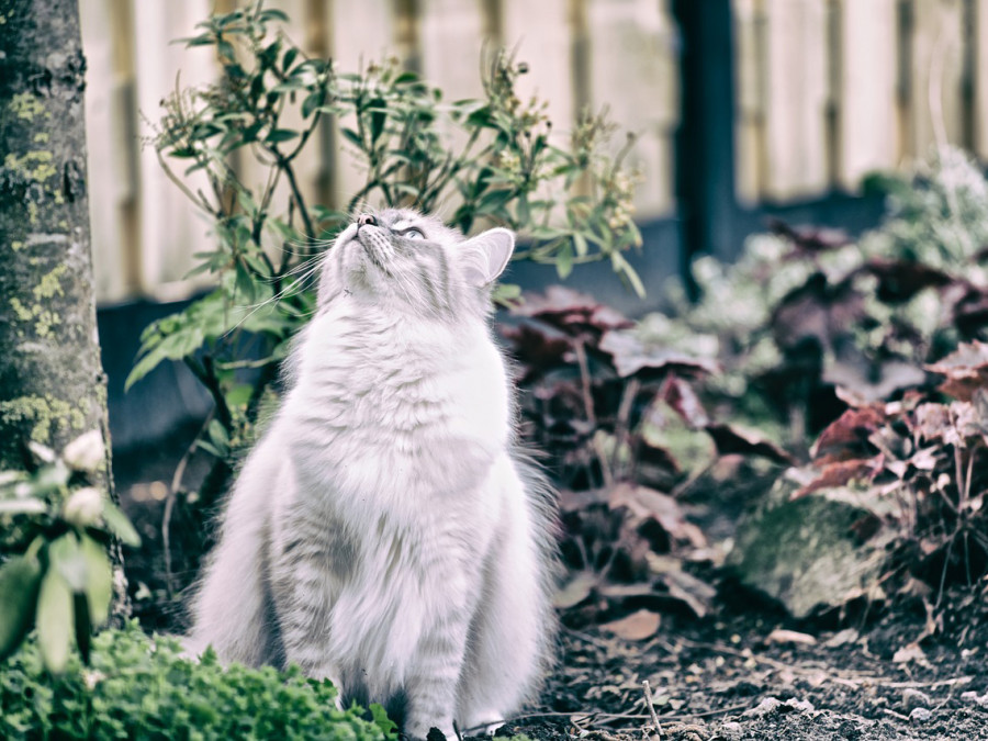 Gatos felv leucemia felina