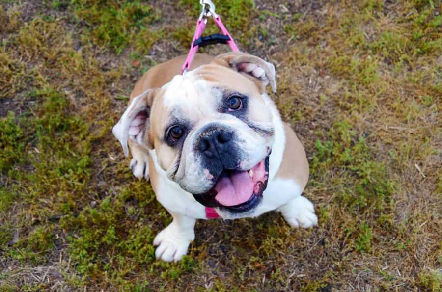 Bulldog ingleses enfermedades