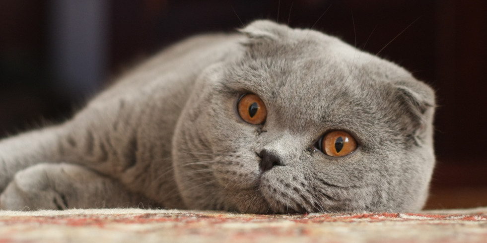 Los rasgos de gatos braquicéfalos impiden que se expresen de manera efectiva