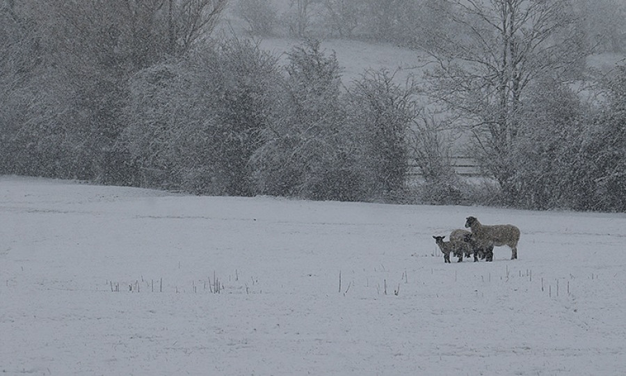Consejos veterinarios nieve