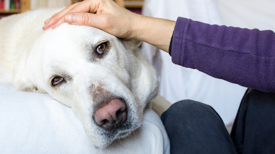 Retirada pienso muerte perro