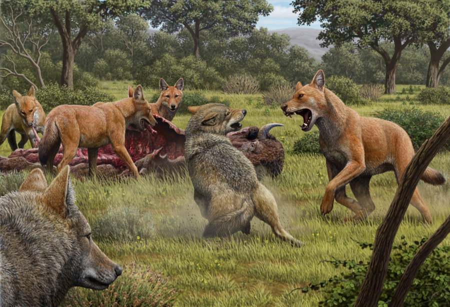 Lobo huargo juego de tronos
