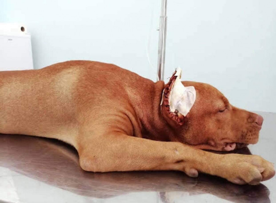 Corte orejas perros