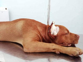 Un estudio refleja el grave problema de la importación de perros con orejas recortadas