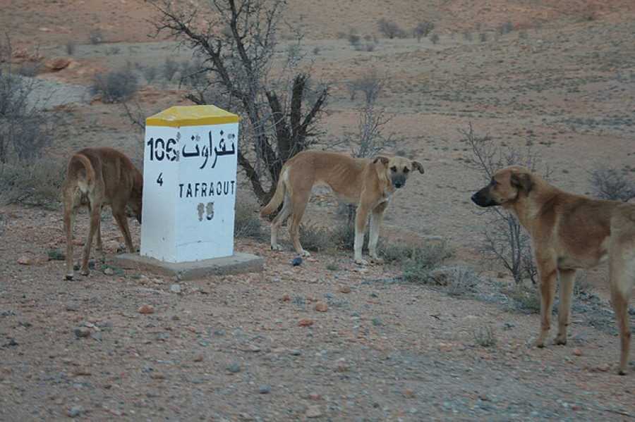 Perros marruecos rabia