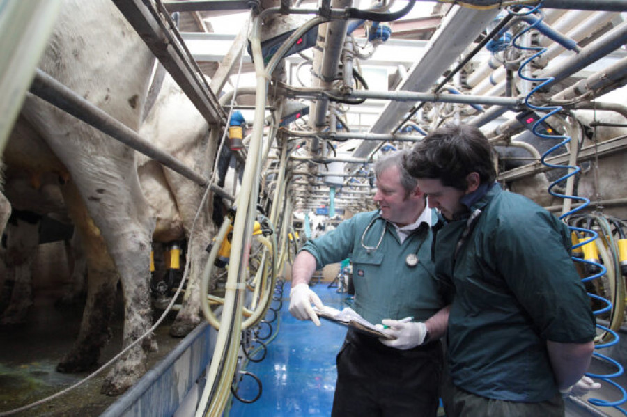 Veterinario granja vacas