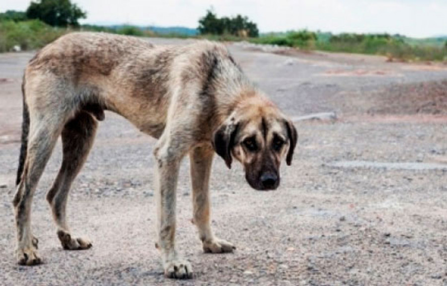 Perro desnutrido bienestar animal