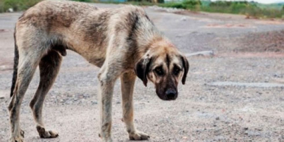 Traducen al castellano una escala para valorar perros en posible situación de maltrato