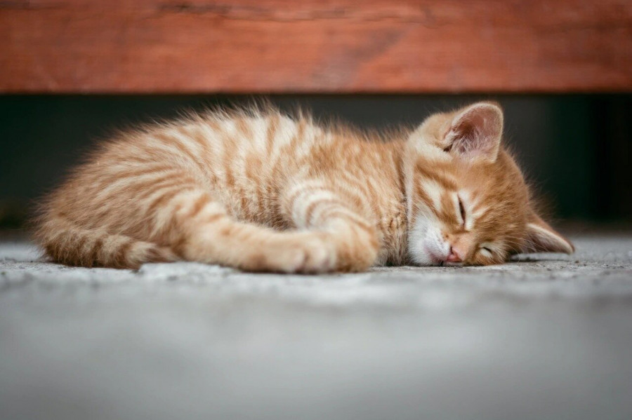 Esterilizar gato