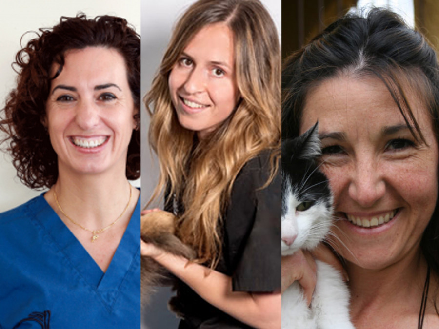 Ganadores virbac dermatología