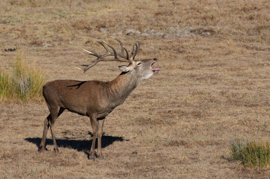 Ciervo doñana cambio climático