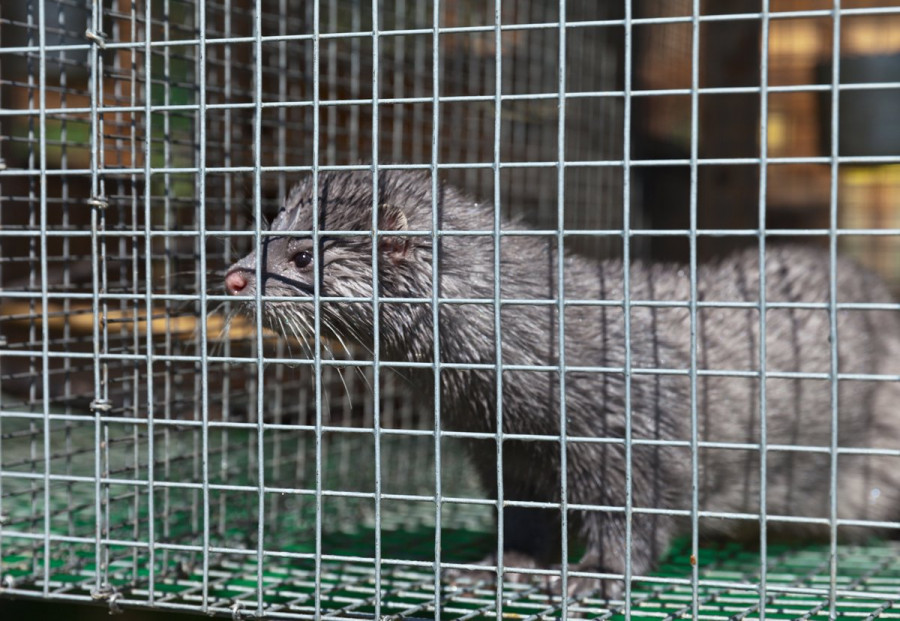 Visones españa covid coronavirus