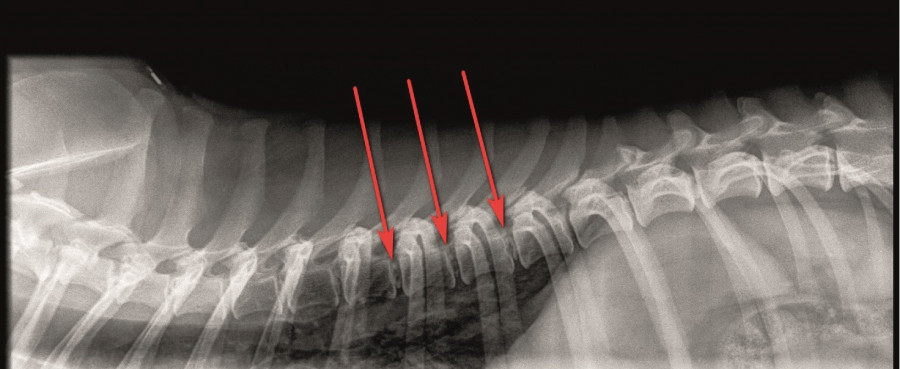 radiografía perro salchicha teckel