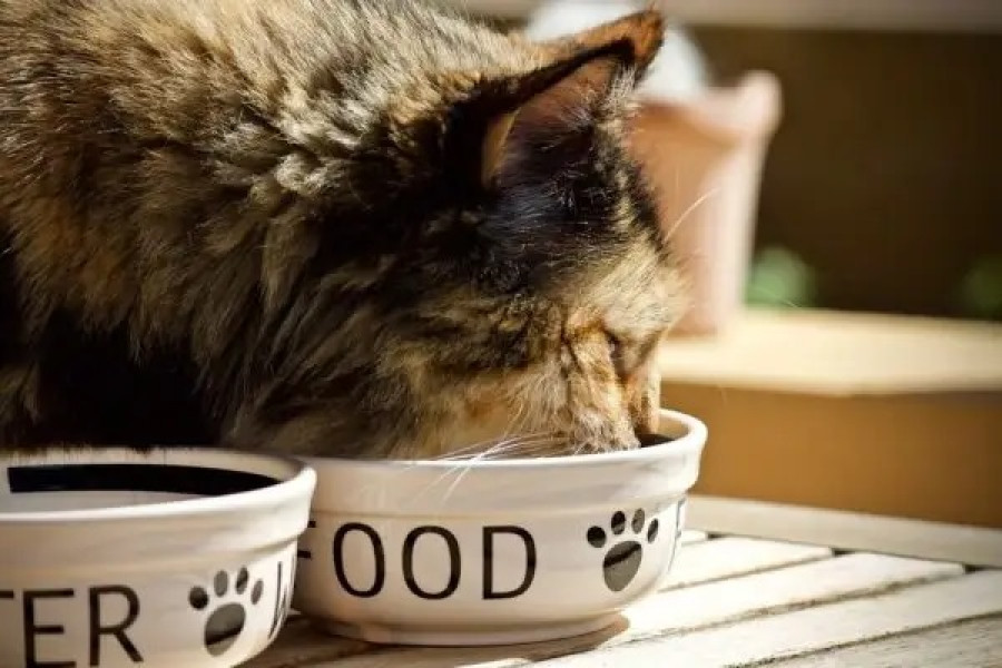 Pienso gatos petfood