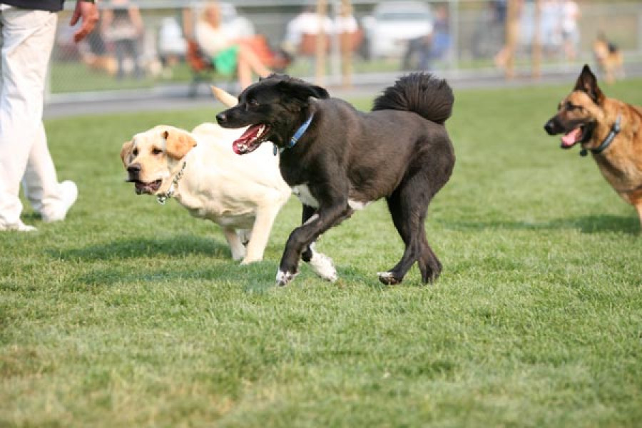 Perros osteoartritis