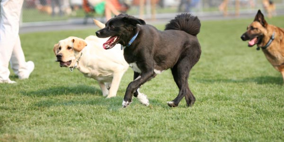 La osteoartritis en perros y gatos