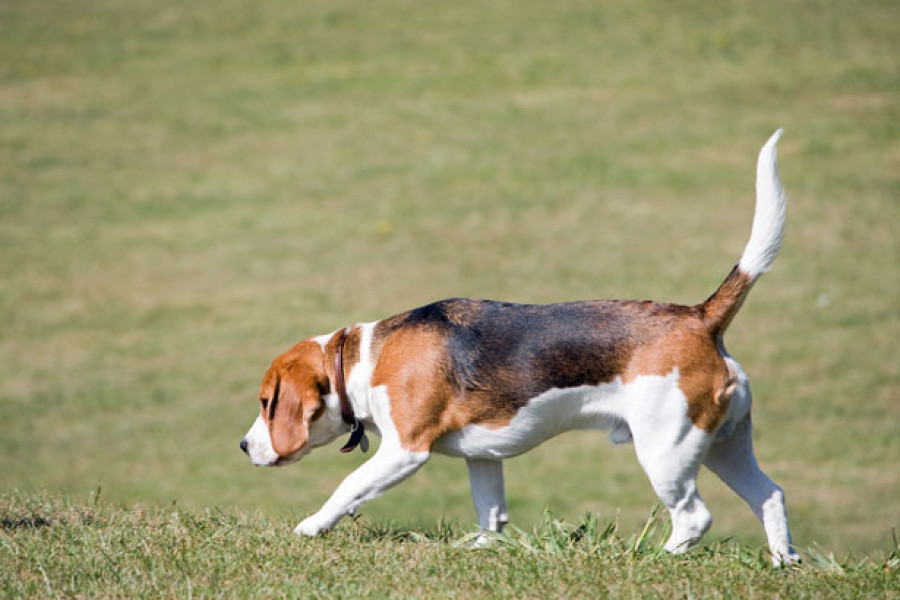 Dolencias problemas perros adulto