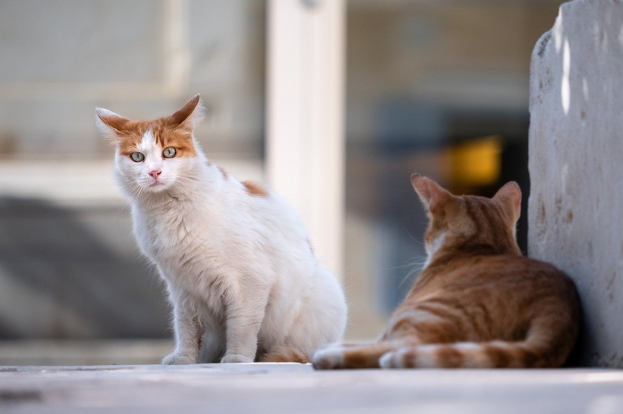gatos callejeros