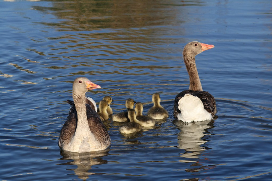 Detectado un caso de gripe aviar en aves silvestres en Castilla y León