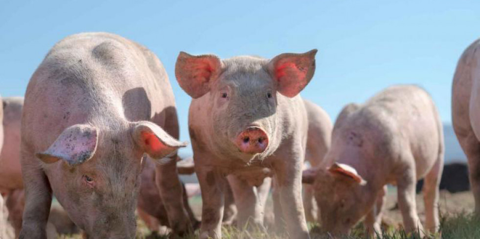 La Comisión Europea insta a acabar con la esterilización quirúrgica en cerdos