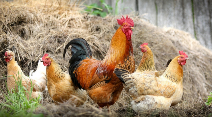 Gripe aviar gallinas