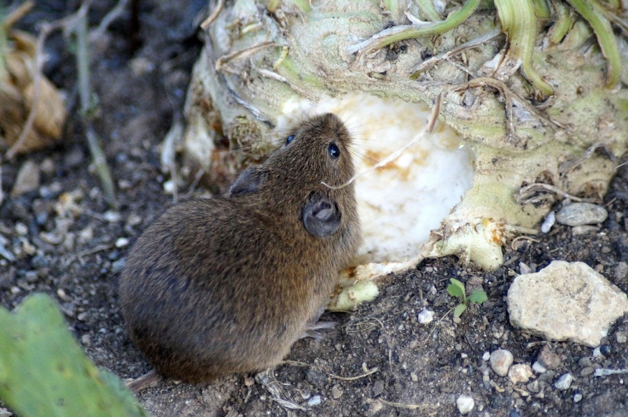 ratones pulgas roedores