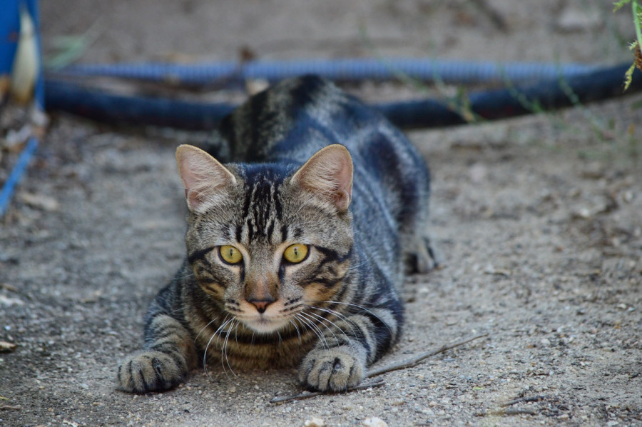gato caza piensos