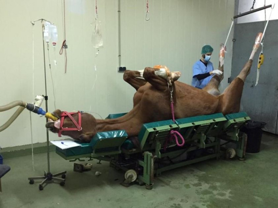 Intervención caballo certificado clínica equina