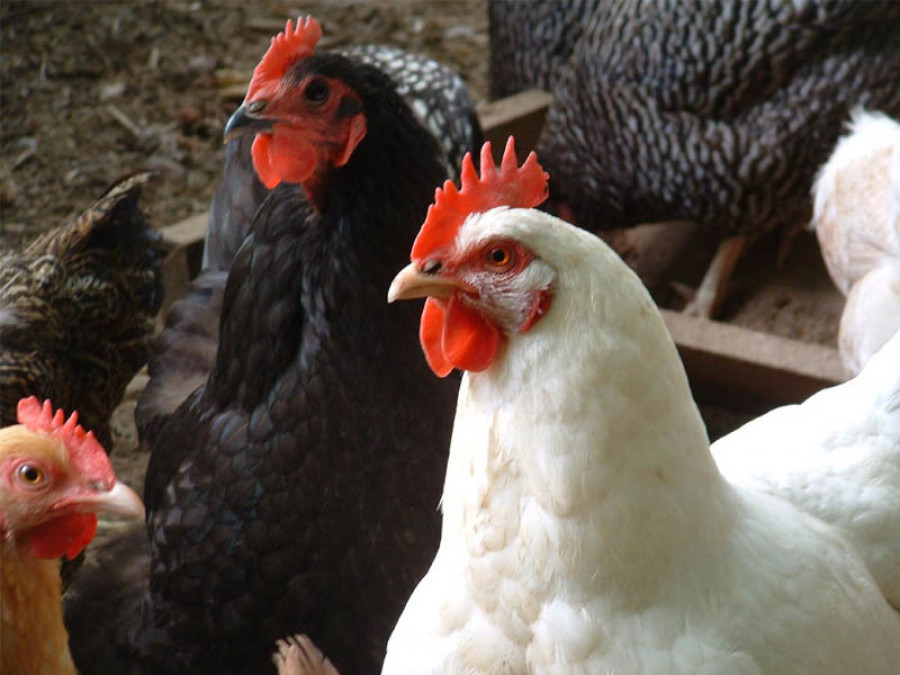 Gallinas avicultura